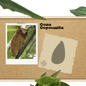 Найкращі офери PDL International  з Шрі-Ланки