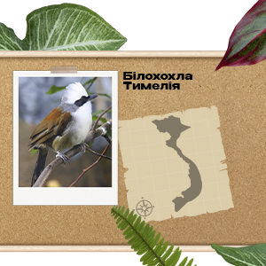 PDL International у В'єтнамі